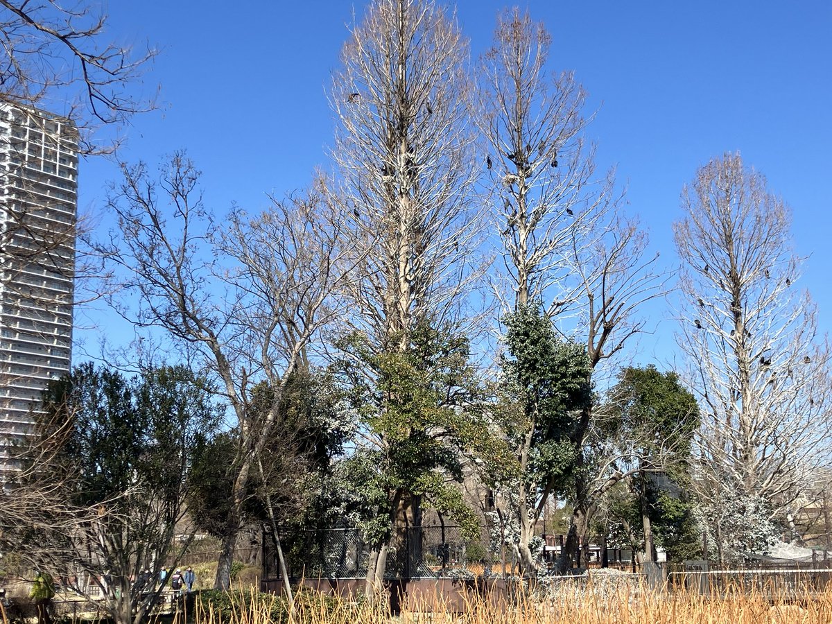池之端側には鳥のタマーマンションも。