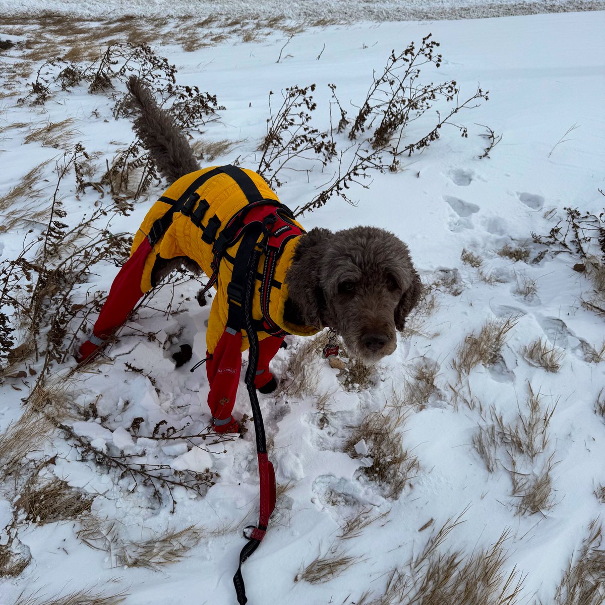 Ryan_the_Spoo's tweet photo. In case those all wondering… yes, one can still #bushpoop in this outfit! #spoo #spooper #spooinboots https://t.co/EuTyVcBkXK