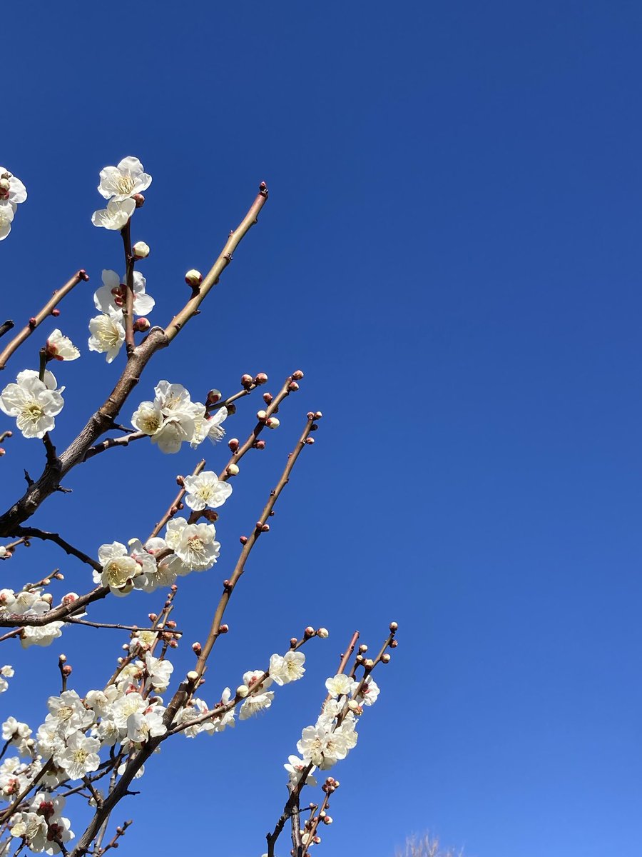 orientalbazaar_'s tweet photo. From Hanegi Park, famous for its plum blossom festival, you can even catch a glimpse of Mount Fuji in the distance.
#orientalbazaar https://t.co/j0Xbxu8CxV