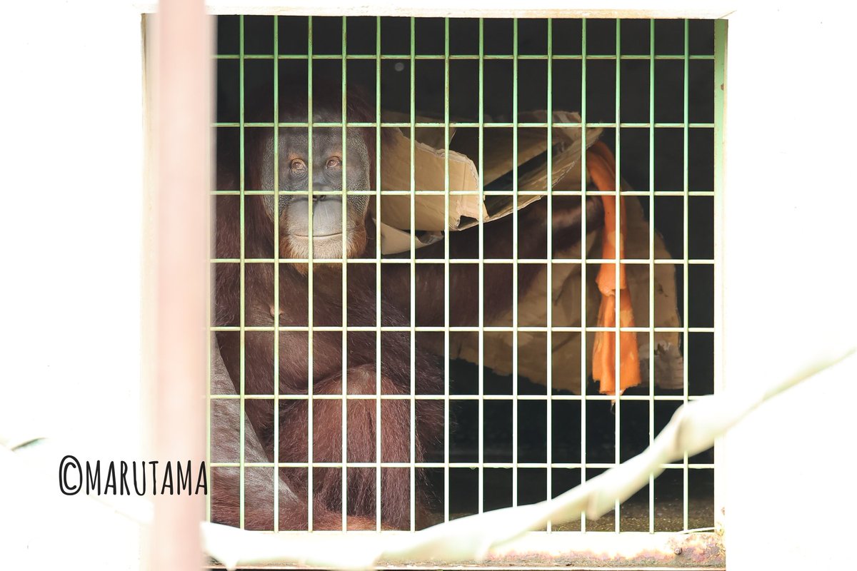 鼻ホジしてお鼻が赤くなった父イーバン
颯爽と登場の次女のポポちゃん（すぐに帰宅）
父を覗く長女のリリーちゃん
2026.2.20
#市川市動植物園　#スマトラオランウータン
#イーバン　#ポポ　#リリー