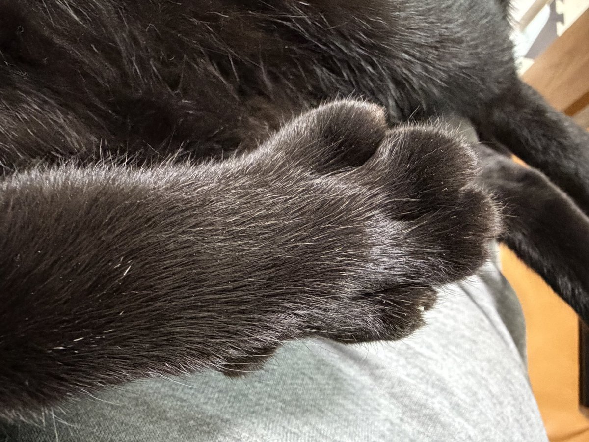 旅猫 (@tabinekocat) / Posts / X