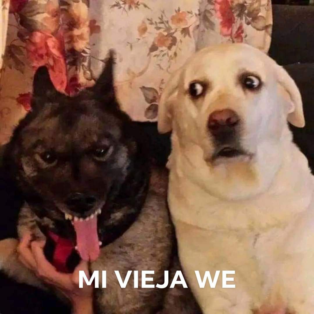 PeryVazquez2's tweet photo. @_tinyvampfangs_ https://t.co/aTbrxdQcAM