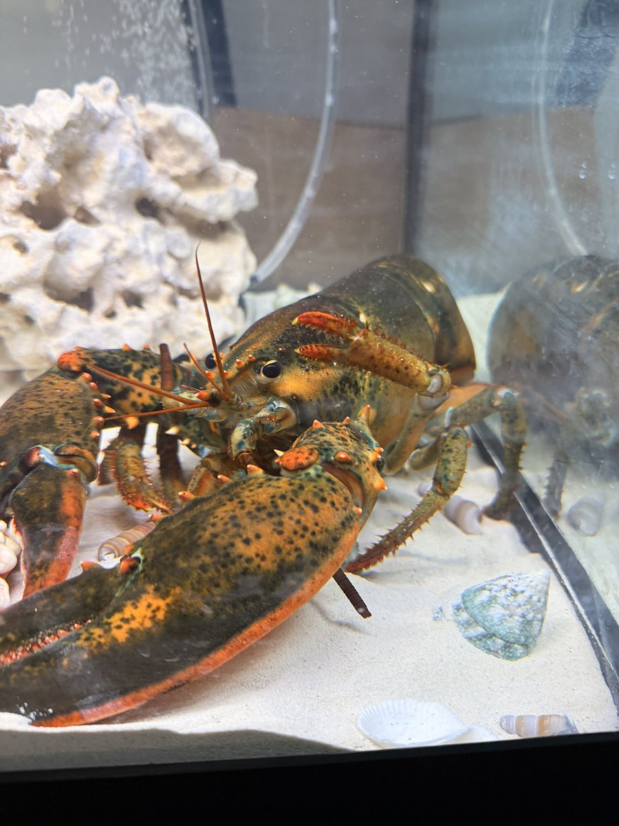 Church Of The Leviathan Lobster God tweet media