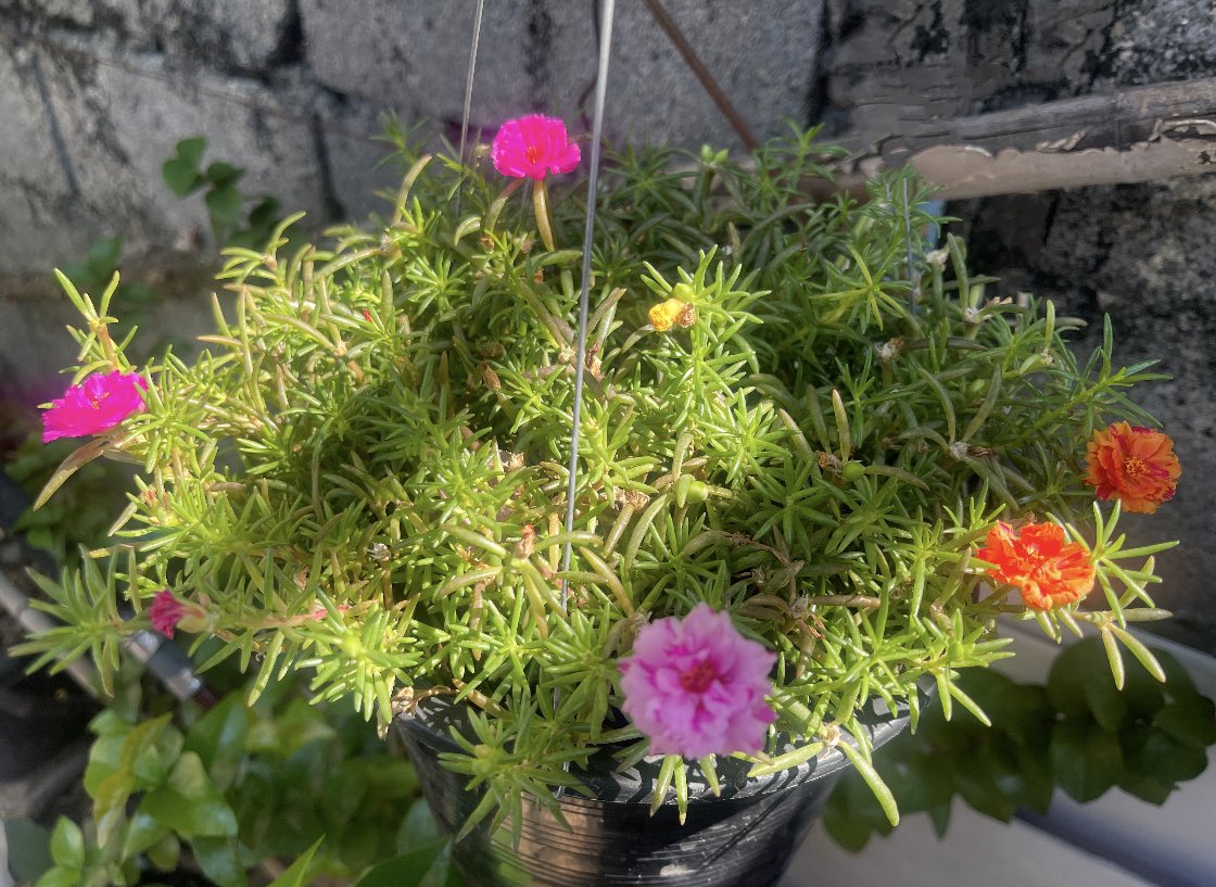 คุณนายคนสวยจ๋า 🌺🌸🌼

#สวนใยไหม