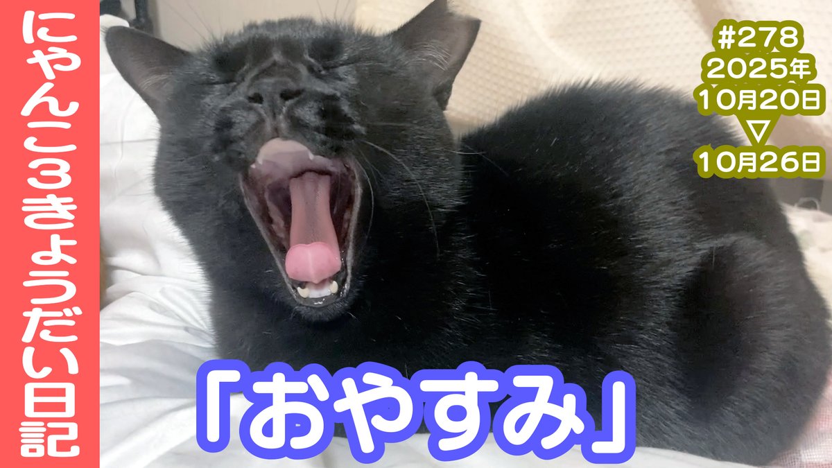 CatsLife_'s tweet photo. ❣️❣️YouTube上がりました❣️❣️

【ありかおぶっく @arikaobuk】さんの
「にゃんこ3きょうだい日記 #278 Diary of 3Cats」です✨🐈
↓
https://t.co/LCovFkswYE

とっても可愛いのでぜひご覧ください😊

#猫動画 #ネコ動画 #猫 #ねこ #保護猫 #繁殖引退猫 #癒し
#茶トラ #黒猫 #スコティッシュフォールド https://t.co/h0p4mY9tH1