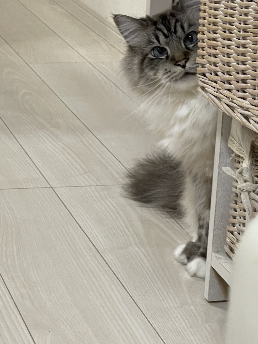 pito0925's tweet photo. 鰹節持った瞬間の猫の顔🐱

＃猫 https://t.co/DhENlYb4Lp