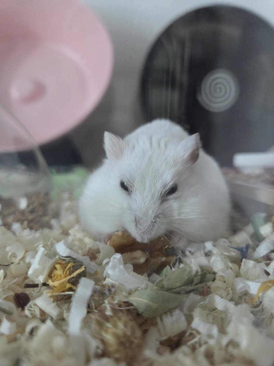 햄슷따리햄슷따 tweet media