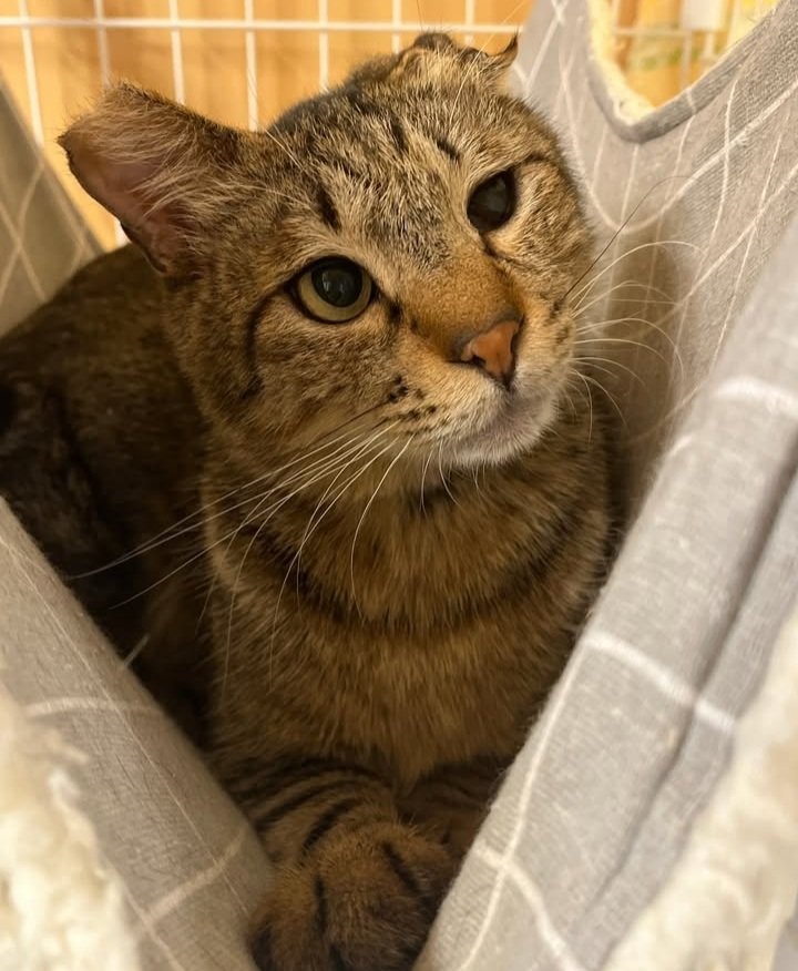 ただの猫ゃで tweet media