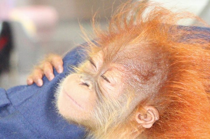Orangutan Outreach 🦧❤️🌳 tweet media