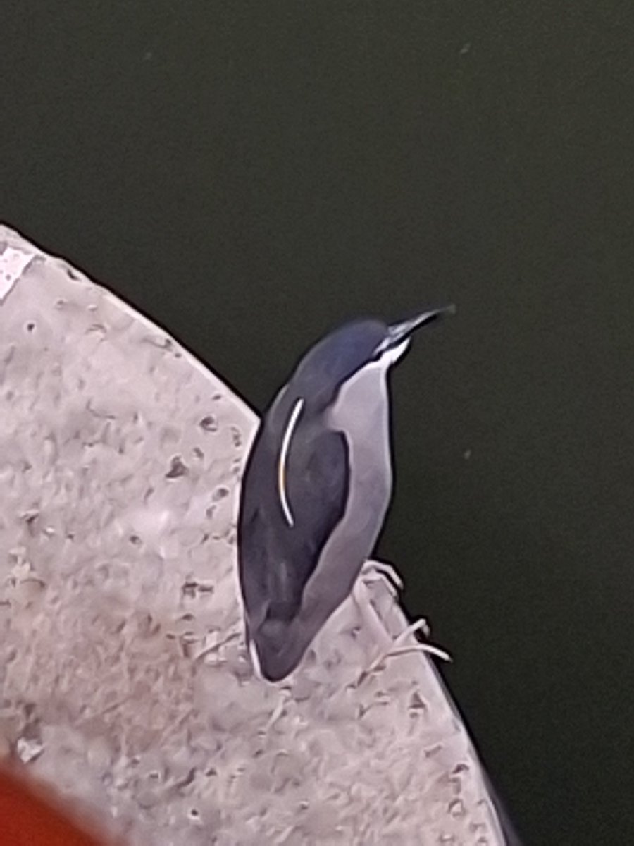 白音あおい🖌️ tweet media