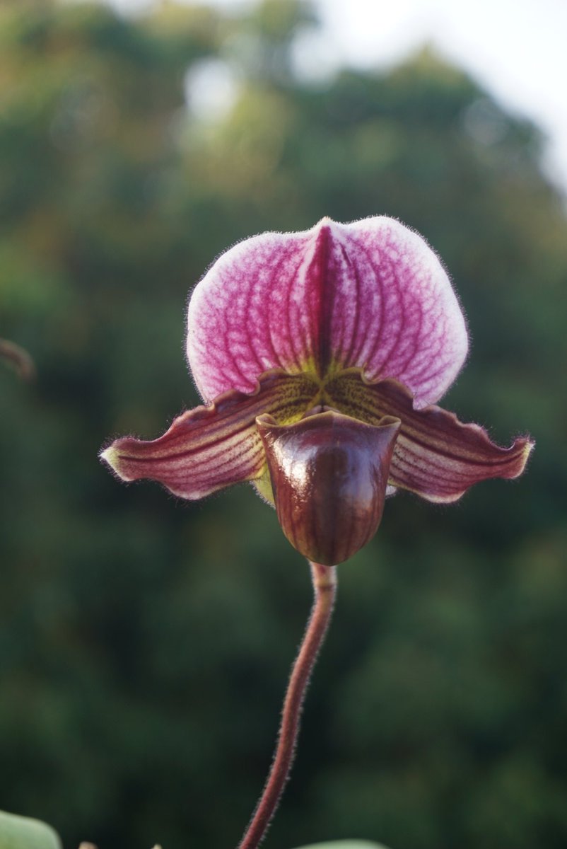 PaphioChien's tweet photo. Paph. Niobe '#4'

Great colour and shape.
#paph #パフィオ #orchids #flowers #蘭 https://t.co/YGwxigROTs