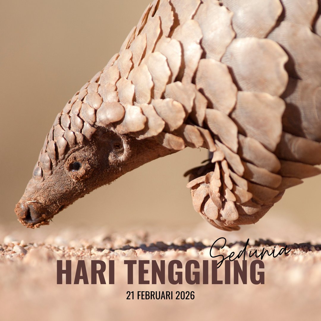 mybisgovmy's tweet photo. Selamat Hari Tenggiling Sedunia!

Tahukah anda bahawa tenggiling adalah satu-satunya mamalia bersisik di dunia? Namun, di sebalik perisai yang kuat itu, tenggiling merupakan antara haiwan yang paling terancam akibat pemburuan haram.
Sempena Hari Tenggiling Sedunia pada 21 Februari ini, jom kita kenali lebih dekat spesies tenggiling di Malaysia:

✨ Fakta Menarik Tenggiling (𝑀𝑎𝑛𝑖𝑠 𝑗𝑎𝑣𝑎𝑛𝑖𝑐𝑎):

☑️ Lidah yang panjang: Lidahnya boleh mencecah panjang sehingga 25 cm dan lebih panjang daripada badannya sendiri.
☑️Kawalan perosak semulajadi: Seekor tenggiling mampu menghabiskan sekitar 200,000 ekor semut atau anai-anai setiap hari.
☑️ Keunikan fizikal: Berbeza dengan spesies di Afrika, spesies tenggiling di Asia mempunyai bulu halus di antara celah-celah sisik.

Mengapa Kita Perlu Peduli?

Tenggiling kini berada dalam kategori Sangat Terancam (Critically Endangered) dan kehilangan spesies unik ini akan menjejaskan keseimbangan ekosistem hutan.

#WorldPangolinDay #HariTenggilingSedunia #SundaPangolin #WildlifeProtection