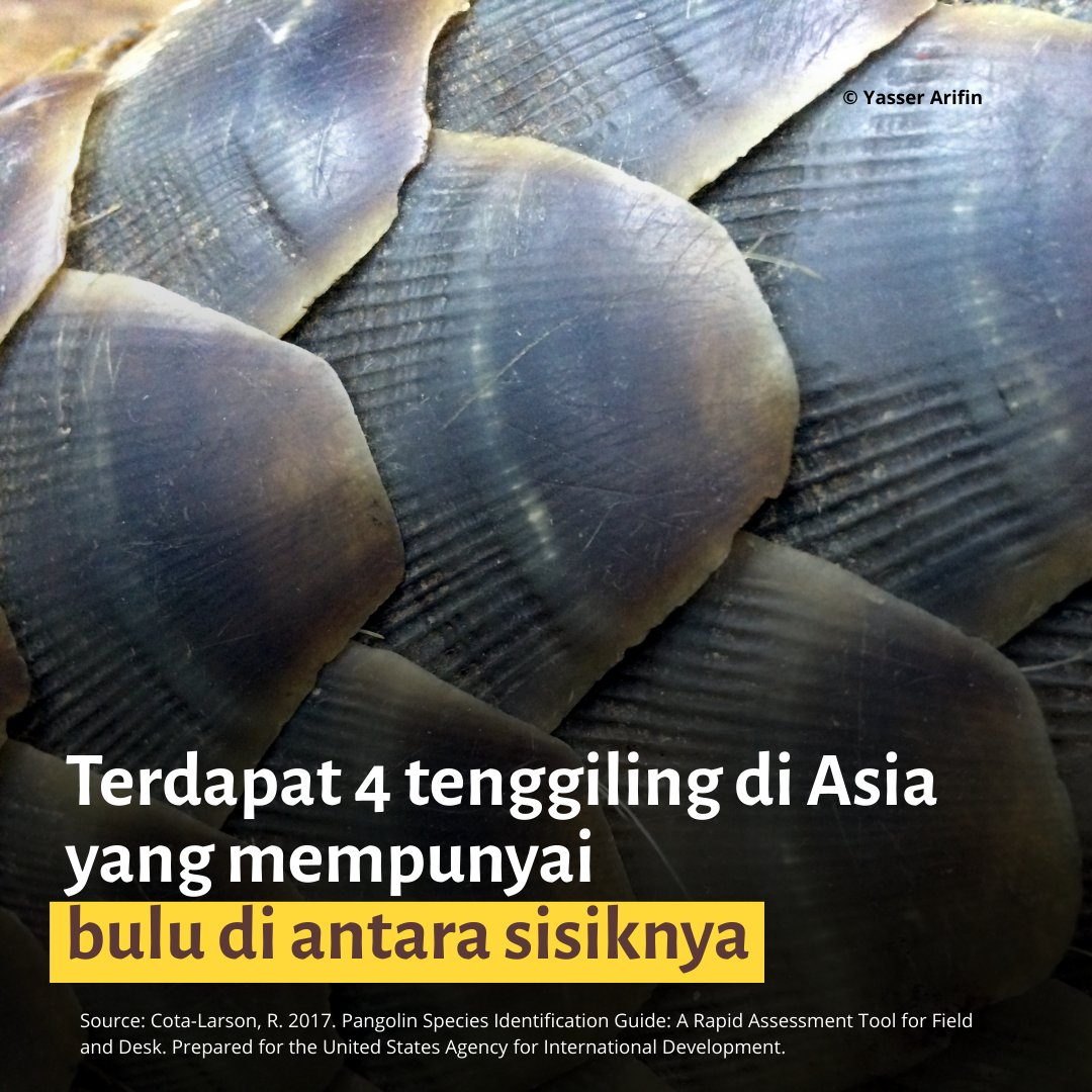 mybisgovmy's tweet photo. Selamat Hari Tenggiling Sedunia!

Tahukah anda bahawa tenggiling adalah satu-satunya mamalia bersisik di dunia? Namun, di sebalik perisai yang kuat itu, tenggiling merupakan antara haiwan yang paling terancam akibat pemburuan haram.
Sempena Hari Tenggiling Sedunia pada 21 Februari ini, jom kita kenali lebih dekat spesies tenggiling di Malaysia:

✨ Fakta Menarik Tenggiling (𝑀𝑎𝑛𝑖𝑠 𝑗𝑎𝑣𝑎𝑛𝑖𝑐𝑎):

☑️ Lidah yang panjang: Lidahnya boleh mencecah panjang sehingga 25 cm dan lebih panjang daripada badannya sendiri.
☑️Kawalan perosak semulajadi: Seekor tenggiling mampu menghabiskan sekitar 200,000 ekor semut atau anai-anai setiap hari.
☑️ Keunikan fizikal: Berbeza dengan spesies di Afrika, spesies tenggiling di Asia mempunyai bulu halus di antara celah-celah sisik.

Mengapa Kita Perlu Peduli?

Tenggiling kini berada dalam kategori Sangat Terancam (Critically Endangered) dan kehilangan spesies unik ini akan menjejaskan keseimbangan ekosistem hutan.

#WorldPangolinDay #HariTenggilingSedunia #SundaPangolin #WildlifeProtection