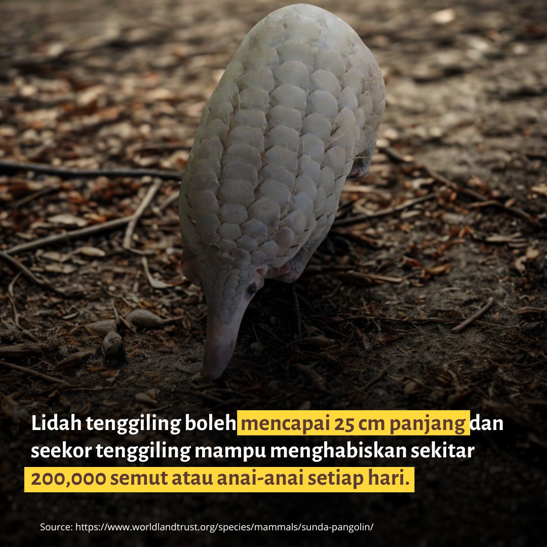 Selamat Hari Tenggiling Sedunia!

Tahukah anda bahawa tenggiling adalah satu-satunya mamalia bersisik di dunia? Namun, di sebalik perisai yang kuat itu, tenggiling merupakan antara haiwan yang paling terancam akibat pemburuan haram.
Sempena Hari Tenggiling Sedunia pada 21