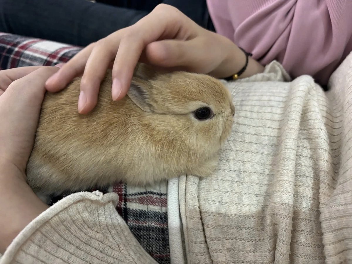 Why you should have a rabbit (@shouldhaverabit) on Twitter photo 