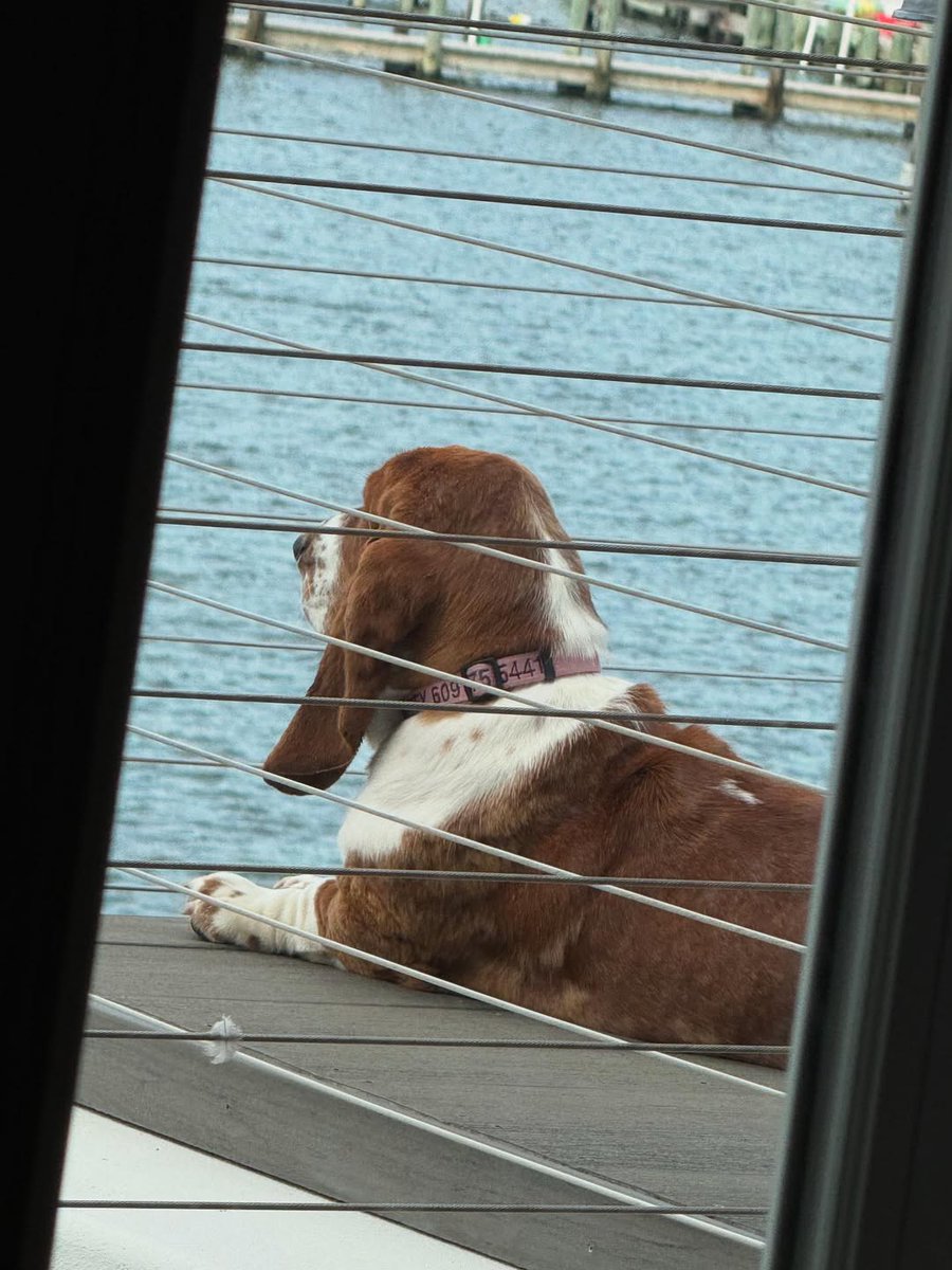 CarlosMerritte's tweet image. Hi, Do i look pretty 😍
#BassetHound #HoundLife #BassetLove #BassetPaw #DogsofTwitter #BassetHoundLoverUSA