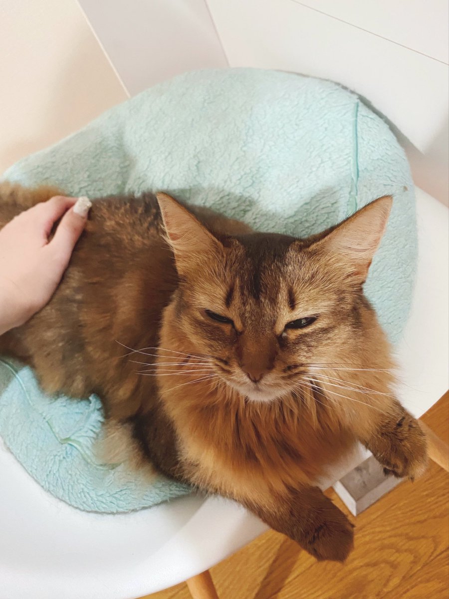 りかまろ tweet media