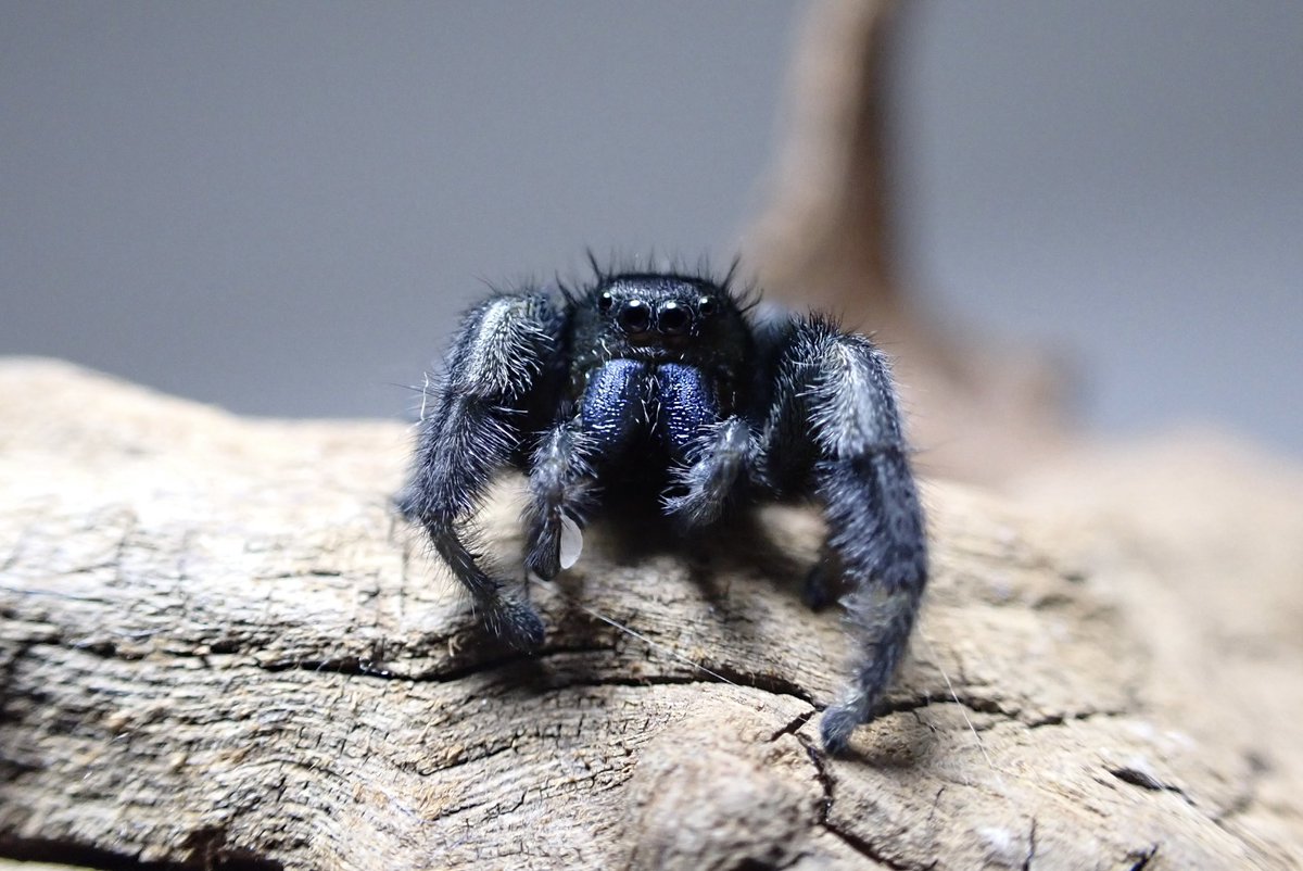 かじゅ tweet media