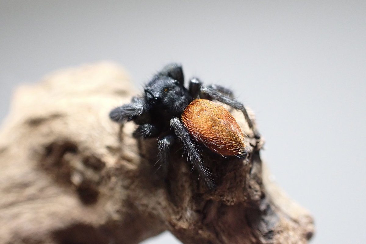 かじゅ tweet media