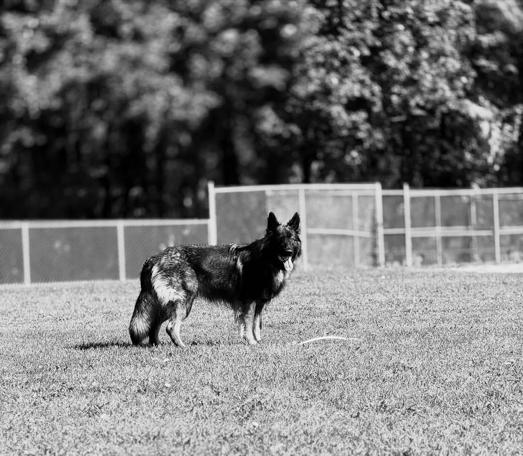 JamieFairc29036's tweet photo. Hi, Do i look pretty 😍
#GermanShepherd #GSD #ShepherdLove #ShepherdLife #Germanshepherdsofinstagram #GermanShepherdusaloverrr https://t.co/6DG0ZpfOfy