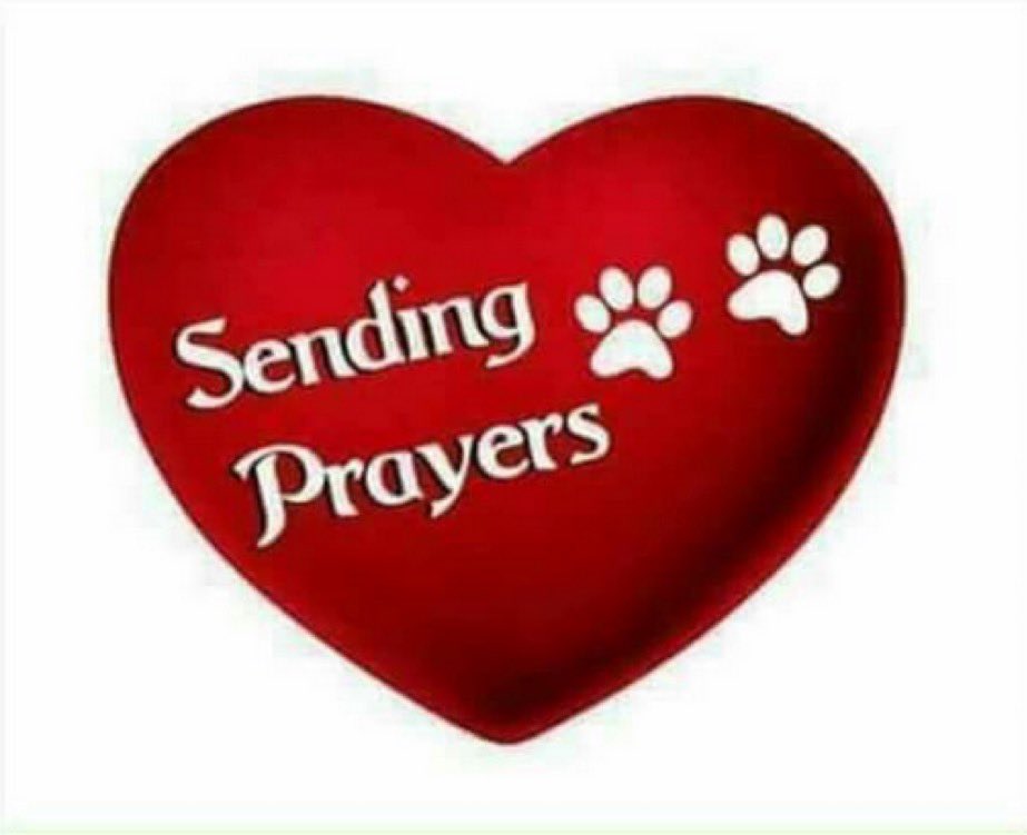 _Laura_Lynch_'s tweet photo. @STheboatdog @ZombieSquadHQ https://t.co/fbW2nztnSz
