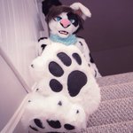 Photo by Dally Doggo (@DallyDoggo)