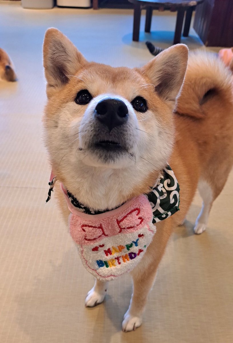 鎌倉乃豆柴カフェ (@kmkr_mameshiba) / Posts / X