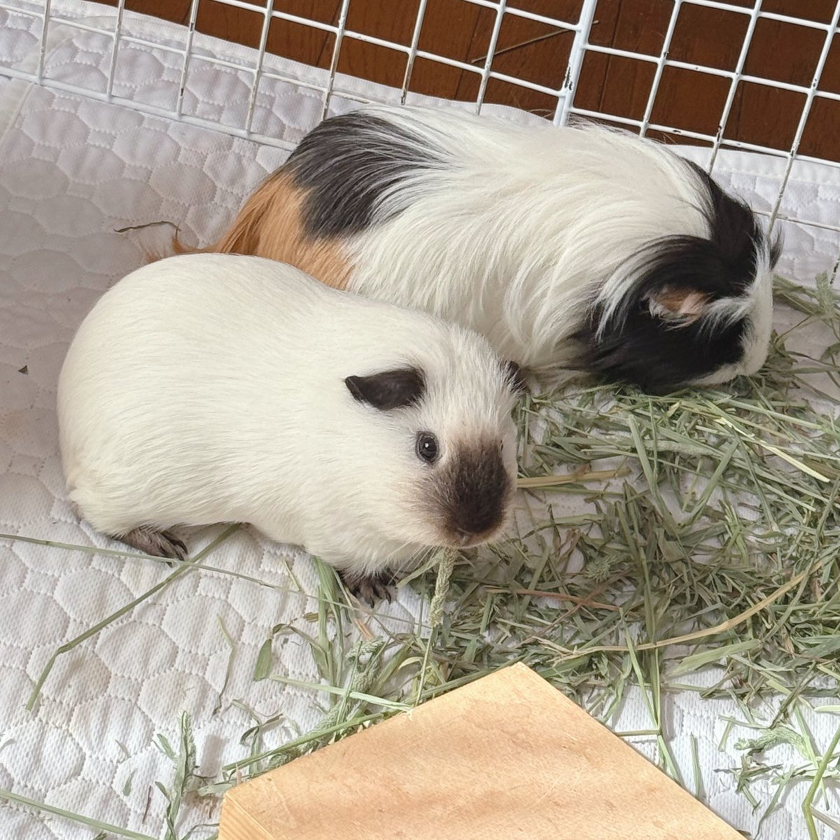 もこ (@moko2_mol) / Posts / X