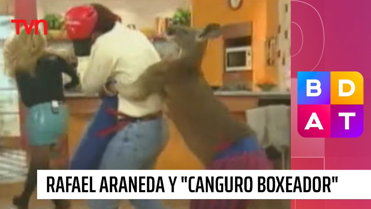 Aun no puedo olvidar que a rafael araneda se lo culio un canguro #GalaViña2026