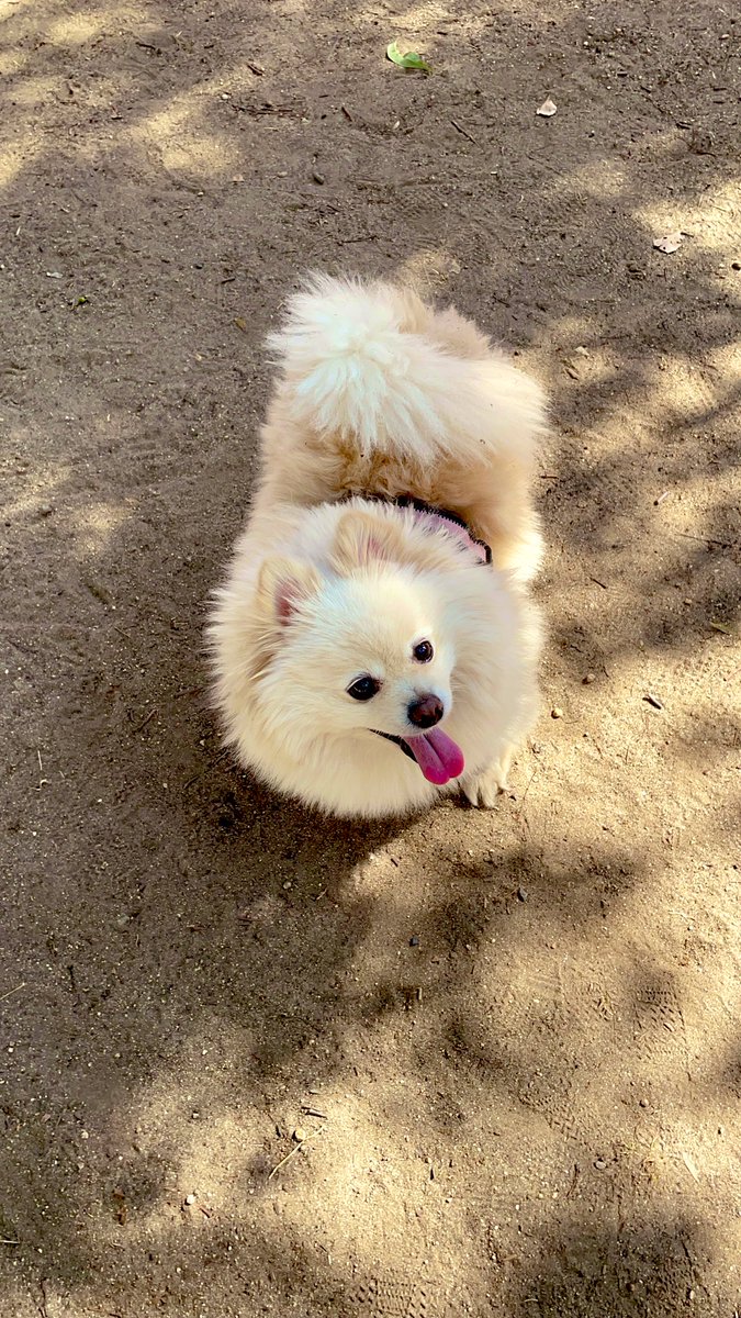 とんちゃん (@tonchanOvO) / Posts / X