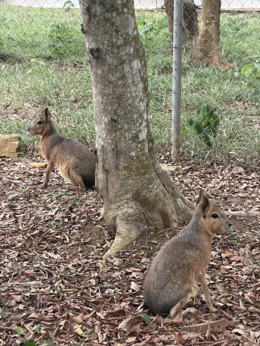 GeorgeAnagli's tweet photo. The tour guide said this animal, the Patagonian mara, is strictly monogamous, one partner for life. If one dies, the other stays single till it also dies. So you’ll always see them moving in pairs.

The ladies were clapping for them 😂😂😂 https://t.co/K4ZmYtQG86