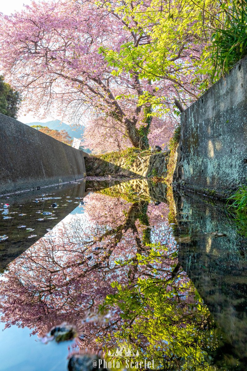 Photo_Scarlet's tweet image. 完璧な水鏡河津桜が撮れたので、ぜひ見て欲しい…！！