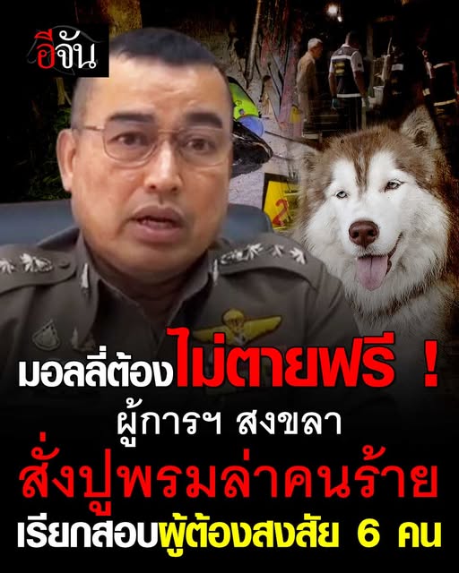 มอลลี่ต้องไม่ตายฟรี ! ผู้การฯสงขลา สั่งการปูพรมล่า กลุ่มคนราดน้ำมันจุดไฟเผา #มอลลี่ อ่านต่อ ejan.co/crime/18zb53mk…