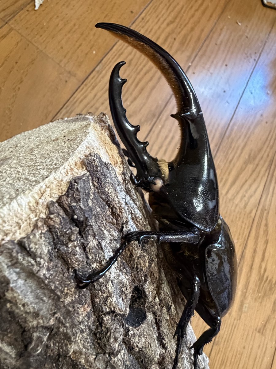 ヘラクレス ホワイトアイ ♂130♀60～65フリーサイズ ペア 15000円