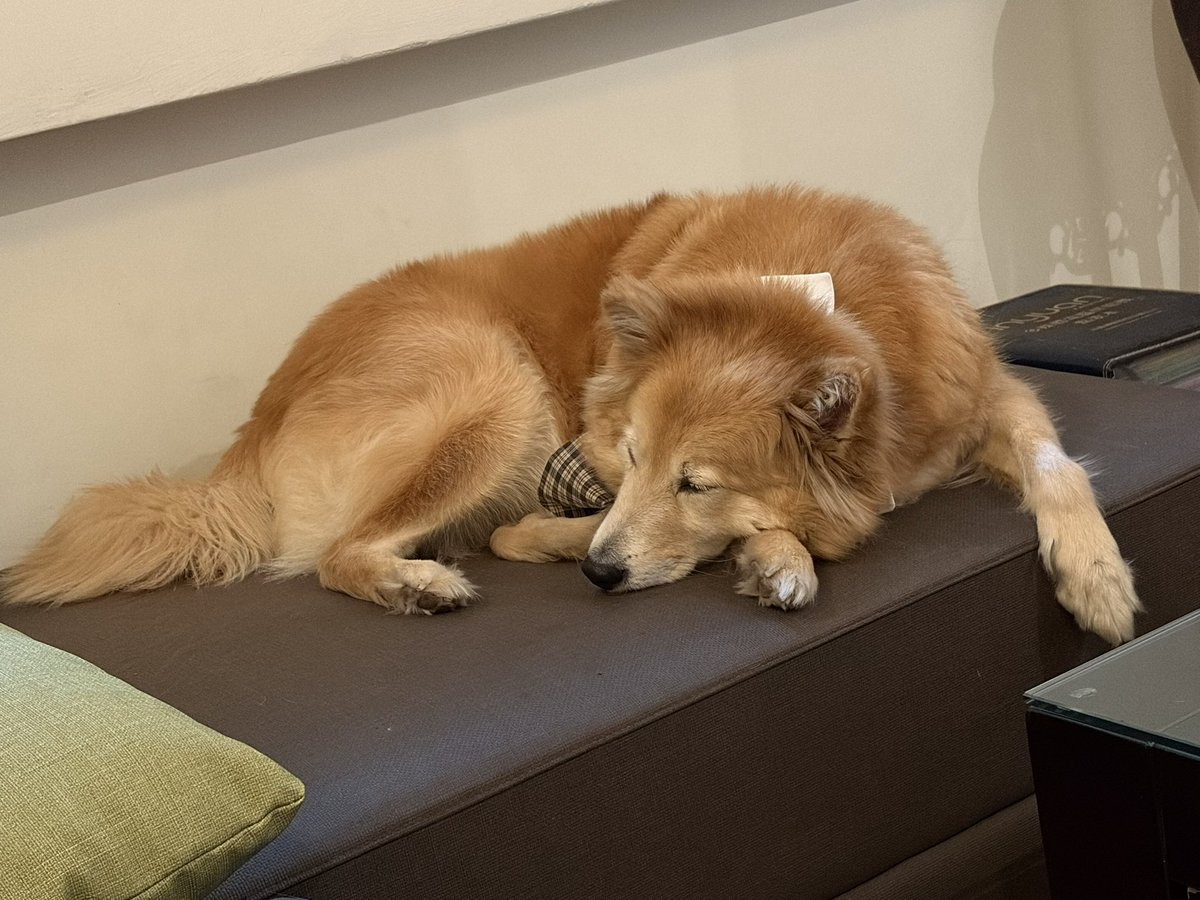 期間限定過年疲憊狗狗