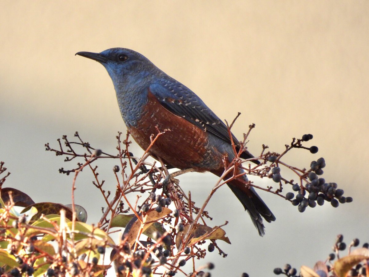 「おかえり🎵」
家の前で
シジュウカラ君は可愛い💚
イソヒヨドリ君はカッコいい🩵