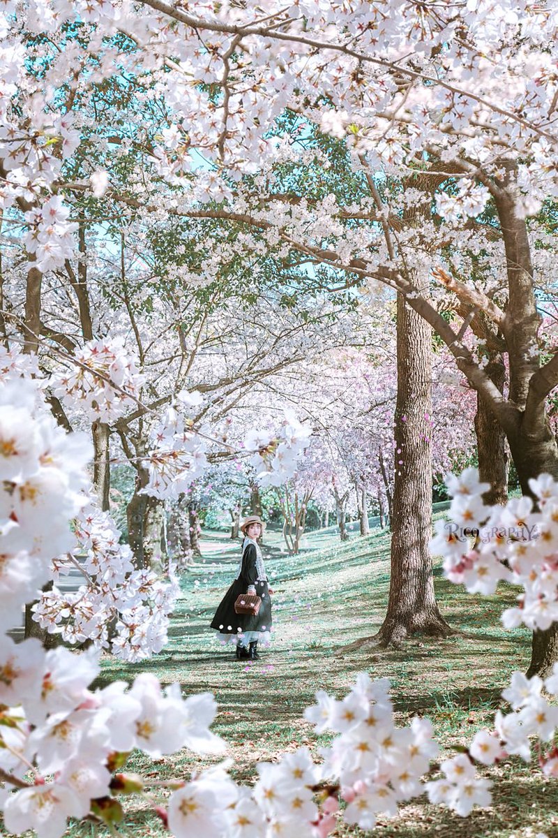 桜に囲まれる道