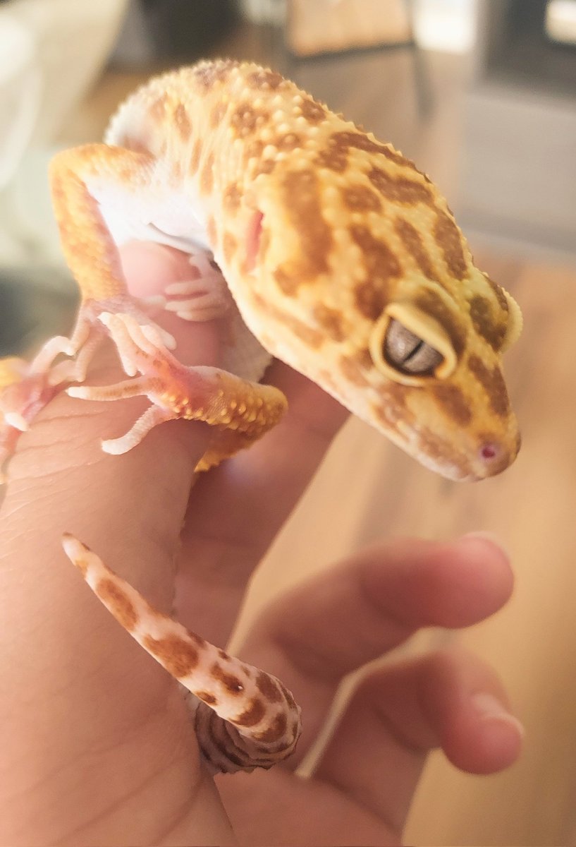 Mira que soc de ment oberta, eh?, però hi ha coses que crec que no les entendré mai...
Bon dia, nanos!!🦎☀️