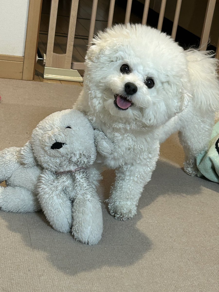 子犬の頃からずっと大切にしてるぬいぐるみ、と犬