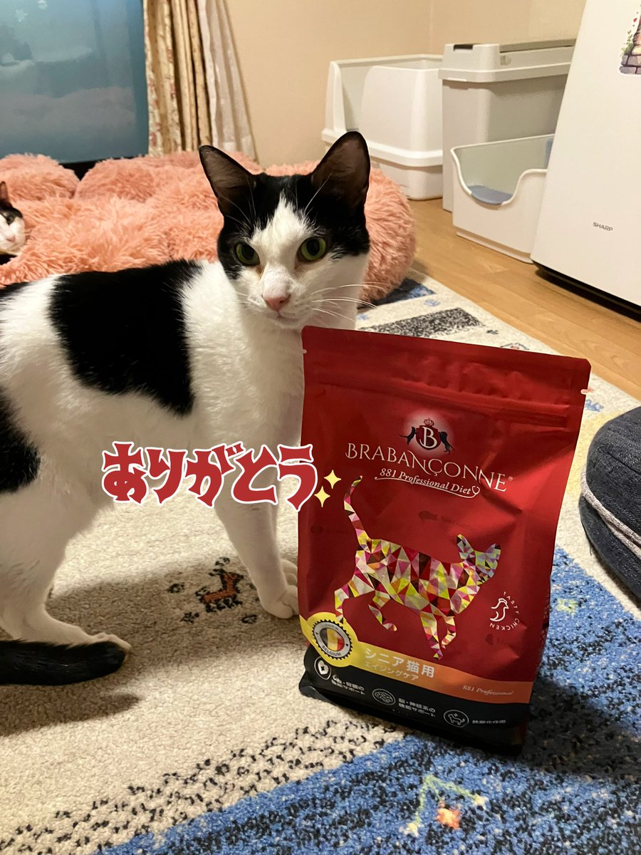 M.K様から猫達にシニア用フードのご支援をいただきました。 いつもお