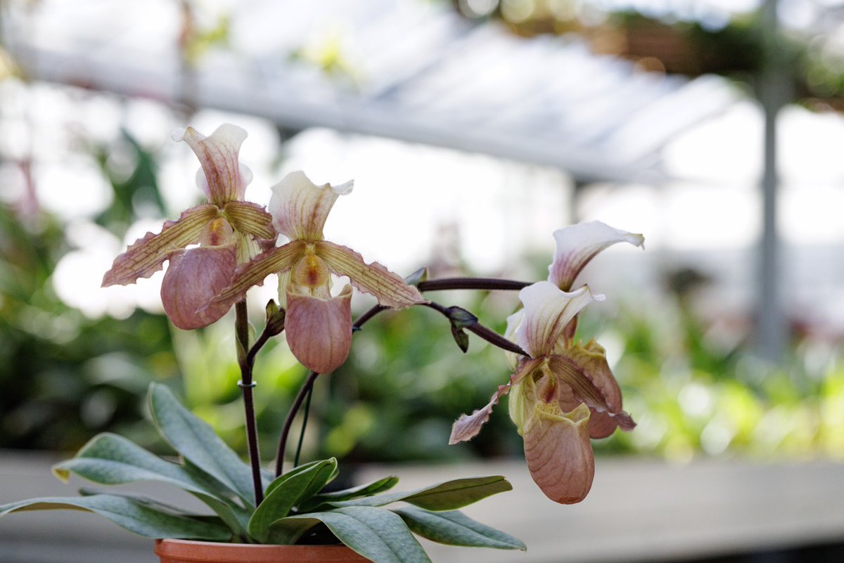 Le Jardin du Luxembourg est heureux de vous annoncer la création d’une nouvelle orchidée “Rosée du Luxembourg” 🌸

Issue d’un croisement entre un paphiopedilum victoria-Regina et un paphiopedilum tranlienianum, “Rosée du Luxembourg” a été hybridée en 2018 dans les serres du
