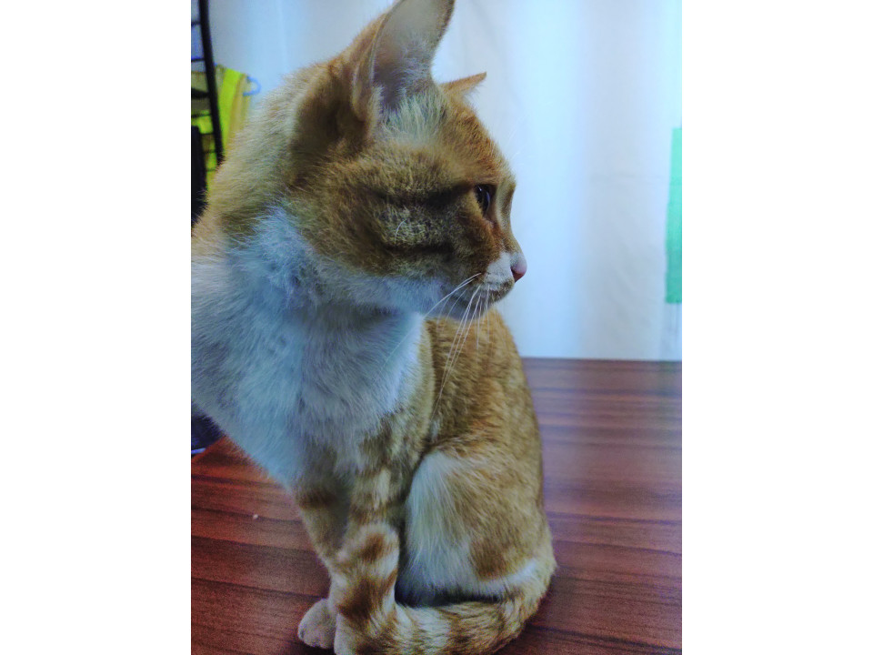 ❤️‍🩹保護中 かなり人慣れした茶トラです。 性別：♂ 保護した日