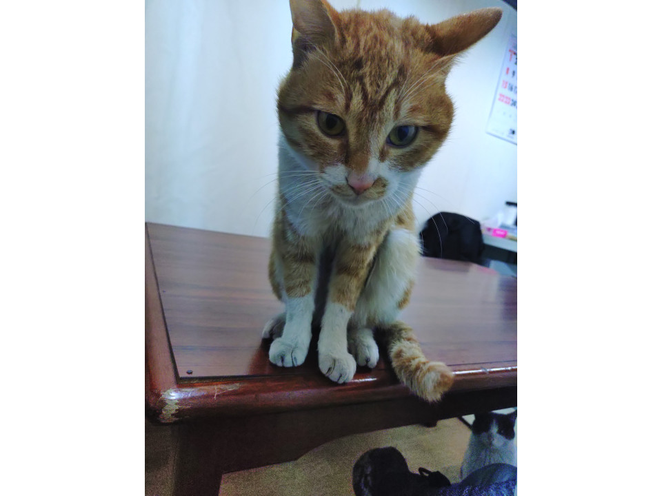 ❤️‍🩹保護中 かなり人慣れした茶トラです。 性別：♂ 保護した日