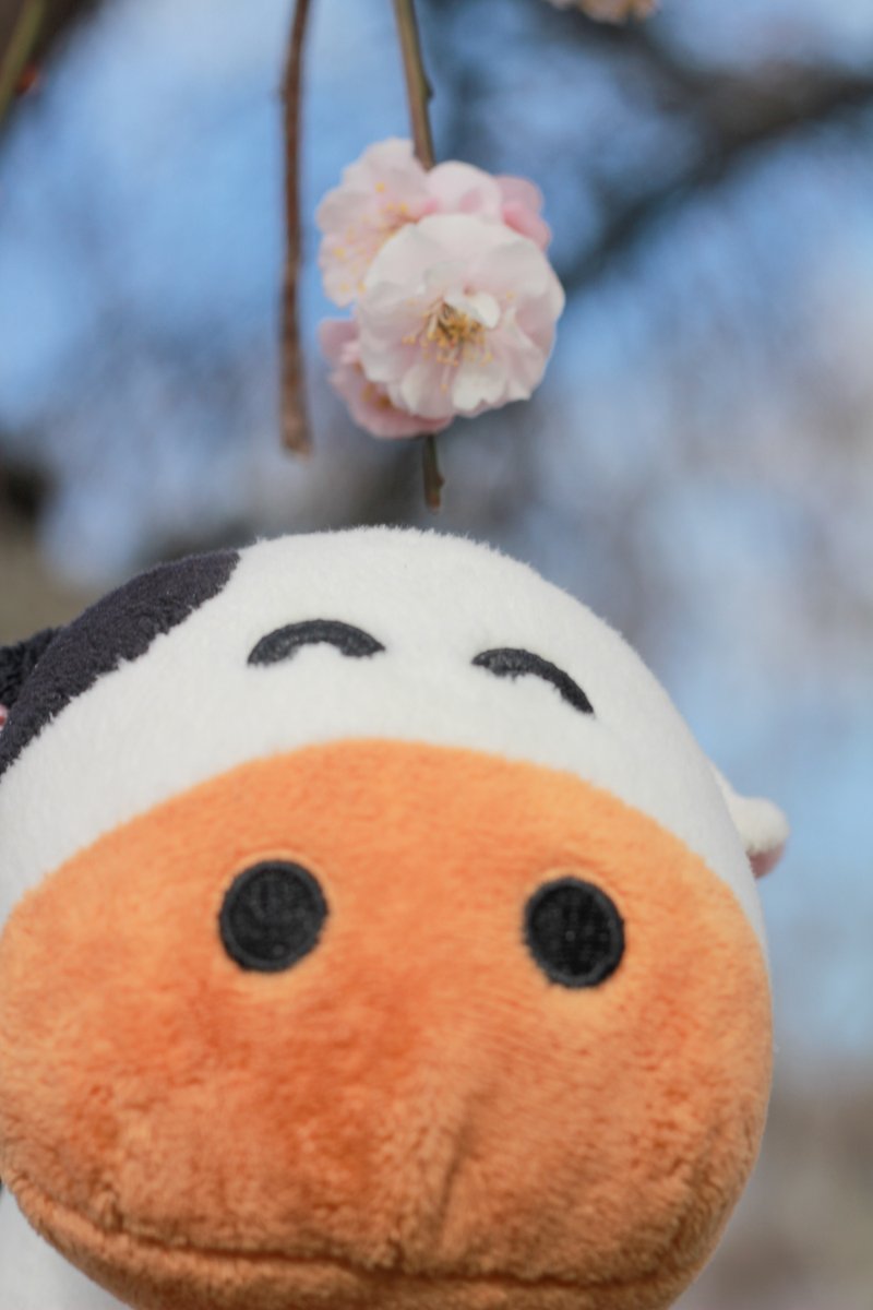 yumebokujo's tweet photo. おはようございますなの～🐮
ファームカフェ前のシダレウメが可愛く咲いていたの～っ

淡いピンクがラブリ～！
見上げて幸せ気分なのっ🌸🎵 https://t.co/4cQ1ugjTXB