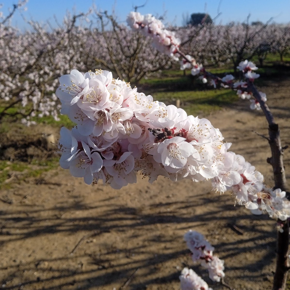 Ramon de la Fruita tweet media