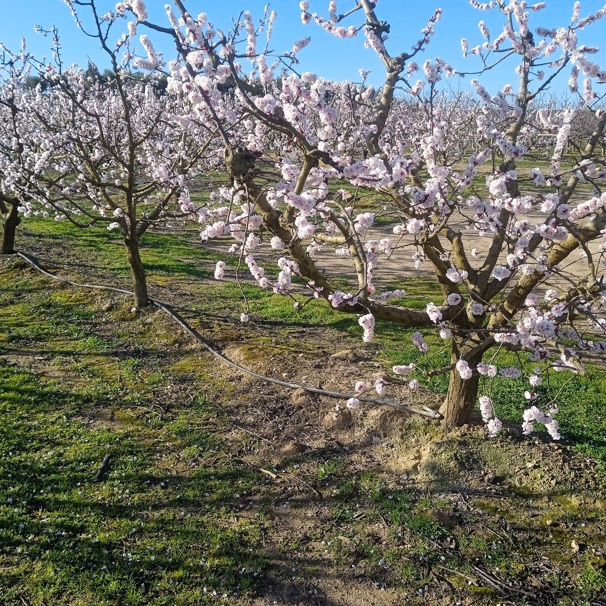 Ramon de la Fruita tweet media