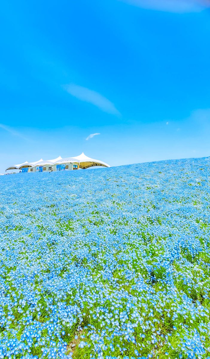Sorani___Ao's tweet photo. 春の青ってネモフィラみたい。 https://t.co/TmZKD3AUAV