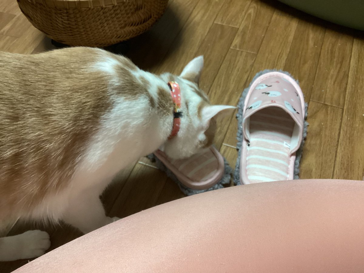 haru＊haru (@365Haru) / Posts / X