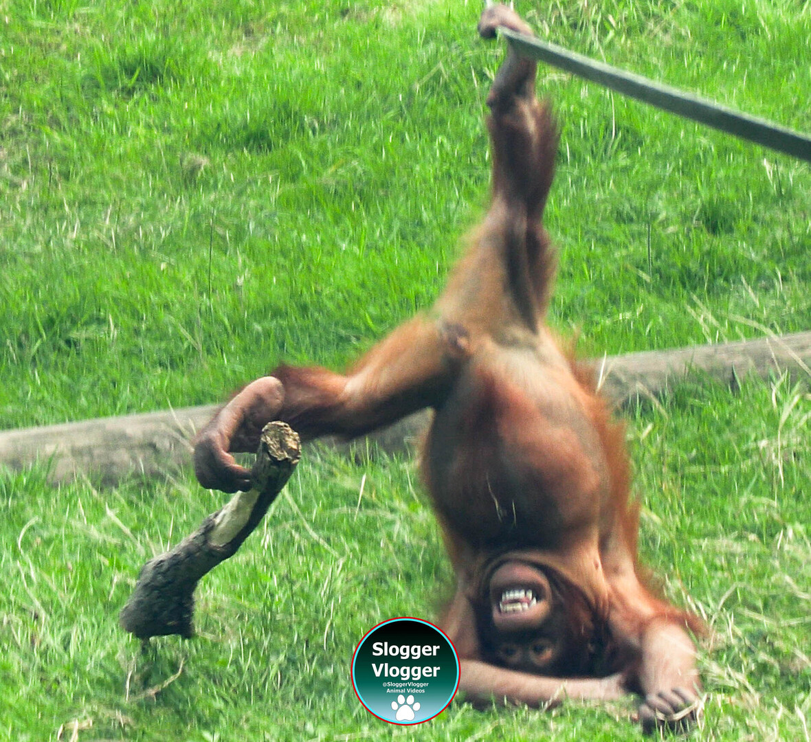 SloggerVlogger's tweet image. 🧡 Jim’s morning gymnastics
Who needs hands when you have feet like these? Jim is keeping us all entertained at Dudley ?#BabyAnimals #GreatApes #SloggerVlogger