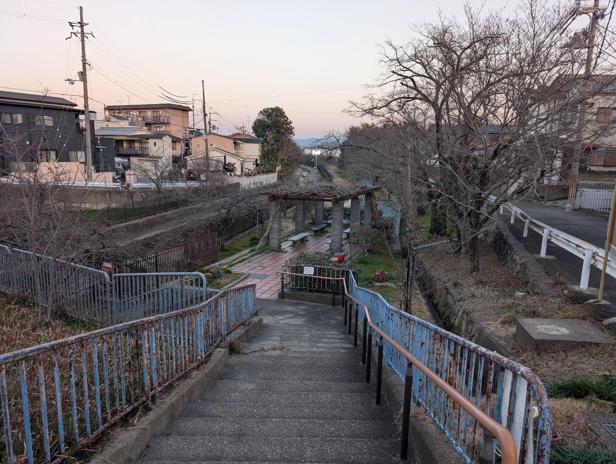 京都競馬場、京阪電車の淀駅近くの淀水路「河津桜」の状態です。まだつぼみ状態ですがだいぶ大きいですね。2月いっぱいくらいでだいたい一部〜二部咲きくらい？3月8日くらいには五部咲き〜七部。15日くらいが満開ピークでしょうか？春ですね！楽しみです！